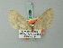  (Nothocasis hyberniata - BC ZSM Lep 71986)  @11 [ ] CreativeCommons - Attribution Non-Commercial Share-Alike (2015) Axel Hausmann/Bavarian State Collection of Zoology (ZSM) SNSB, Zoologische Staatssammlung Muenchen