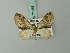  (Trichopterigia ustimargo - BC ZSM Lep 71989)  @11 [ ] CreativeCommons - Attribution Non-Commercial Share-Alike (2015) Axel Hausmann/Bavarian State Collection of Zoology (ZSM) SNSB, Zoologische Staatssammlung Muenchen