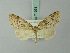  (Aperusia - BC ZSM Lep 71991)  @11 [ ] CreativeCommons - Attribution Non-Commercial Share-Alike (2015) Axel Hausmann/Bavarian State Collection of Zoology (ZSM) SNSB, Zoologische Staatssammlung Muenchen
