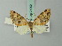  ( - BC ZSM Lep 71992)  @11 [ ] CreativeCommons - Attribution Non-Commercial Share-Alike (2015) Axel Hausmann/Bavarian State Collection of Zoology (ZSM) SNSB, Zoologische Staatssammlung Muenchen