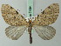  ( - BC ZSM Lep 71994)  @11 [ ] CreativeCommons - Attribution Non-Commercial Share-Alike (2015) Axel Hausmann/Bavarian State Collection of Zoology (ZSM) SNSB, Zoologische Staatssammlung Muenchen