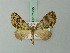  (Phthonoloba permista - BC ZSM Lep 71995)  @11 [ ] CreativeCommons - Attribution Non-Commercial Share-Alike (2015) Axel Hausmann/Bavarian State Collection of Zoology (ZSM) SNSB, Zoologische Staatssammlung Muenchen