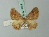  ( - BC ZSM Lep 72001)  @11 [ ] CreativeCommons - Attribution Non-Commercial Share-Alike (2015) Axel Hausmann/Bavarian State Collection of Zoology (ZSM) SNSB, Zoologische Staatssammlung Muenchen