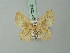  (Asthenotricha circumscripta - BC ZSM Lep 72002)  @11 [ ] CreativeCommons - Attribution Non-Commercial Share-Alike (2015) Axel Hausmann/Bavarian State Collection of Zoology (ZSM) SNSB, Zoologische Staatssammlung Muenchen