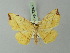  (Spilopera debilis - BC ZSM Lep 72978)  @13 [ ] CreativeCommons - Attribution Non-Commercial Share-Alike (2015) Axel Hausmann/Bavarian State Collection of Zoology (ZSM) SNSB, Zoologische Staatssammlung Muenchen