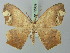  (Epigynopteryx flexa - BC ZSM Lep 72989)  @14 [ ] CreativeCommons - Attribution Non-Commercial Share-Alike (2015) Axel Hausmann/Bavarian State Collection of Zoology (ZSM) SNSB, Zoologische Staatssammlung Muenchen