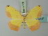  (Epigynopteryx declinans - BC ZSM Lep 72993)  @13 [ ] CreativeCommons - Attribution Non-Commercial Share-Alike (2015) Axel Hausmann/Bavarian State Collection of Zoology (ZSM) SNSB, Zoologische Staatssammlung Muenchen