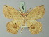  (Epigynopteryx prophylacis - BC ZSM Lep 72995)  @11 [ ] CreativeCommons - Attribution Non-Commercial Share-Alike (2015) Axel Hausmann/Bavarian State Collection of Zoology (ZSM) SNSB, Zoologische Staatssammlung Muenchen