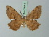  (Xenimpia luxuriosa - BC ZSM Lep 73011)  @11 [ ] CreativeCommons - Attribution Non-Commercial Share-Alike (2015) Axel Hausmann/Bavarian State Collection of Zoology (ZSM) SNSB, Zoologische Staatssammlung Muenchen