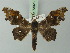  ( - BC ZSM Lep 73023)  @11 [ ] CreativeCommons - Attribution Non-Commercial Share-Alike (2015) Axel Hausmann/Bavarian State Collection of Zoology (ZSM) SNSB, Zoologische Staatssammlung Muenchen