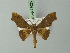  ( - BC ZSM Lep 73025)  @11 [ ] CreativeCommons - Attribution Non-Commercial Share-Alike (2015) Axel Hausmann/Bavarian State Collection of Zoology (ZSM) SNSB, Zoologische Staatssammlung Muenchen