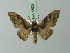  ( - BC ZSM Lep 73027)  @11 [ ] CreativeCommons - Attribution Non-Commercial Share-Alike (2015) Axel Hausmann/Bavarian State Collection of Zoology (ZSM) SNSB, Zoologische Staatssammlung Muenchen