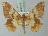  (Krananda lucidaria - BC ZSM Lep 73032)  @15 [ ] CreativeCommons - Attribution Non-Commercial Share-Alike (2015) Axel Hausmann/Bavarian State Collection of Zoology (ZSM) SNSB, Zoologische Staatssammlung Muenchen