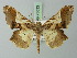  (Krananda nepalensis - BC ZSM Lep 73033)  @11 [ ] CreativeCommons - Attribution Non-Commercial Share-Alike (2015) Axel Hausmann/Bavarian State Collection of Zoology (ZSM) SNSB, Zoologische Staatssammlung Muenchen