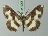  ( - BC ZSM Lep 73038)  @11 [ ] CreativeCommons - Attribution Non-Commercial Share-Alike (2015) Axel Hausmann/Bavarian State Collection of Zoology (ZSM) SNSB, Zoologische Staatssammlung Muenchen