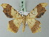  (Zeheba aureatoides - BC ZSM Lep 73045)  @14 [ ] CreativeCommons - Attribution Non-Commercial Share-Alike (2015) Axel Hausmann/Bavarian State Collection of Zoology (ZSM) SNSB, Zoologische Staatssammlung Muenchen