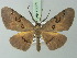  ( - BC ZSM Lep 73051)  @11 [ ] CreativeCommons - Attribution Non-Commercial Share-Alike (2015) Axel Hausmann/Bavarian State Collection of Zoology (ZSM) SNSB, Zoologische Staatssammlung Muenchen