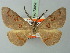  ( - BC ZSM Lep 73052)  @11 [ ] CreativeCommons - Attribution Non-Commercial Share-Alike (2015) Axel Hausmann/Bavarian State Collection of Zoology (ZSM) SNSB, Zoologische Staatssammlung Muenchen