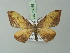  ( - BC ZSM Lep 73055)  @11 [ ] CreativeCommons - Attribution Non-Commercial Share-Alike (2015) Axel Hausmann/Bavarian State Collection of Zoology (ZSM) SNSB, Zoologische Staatssammlung Muenchen