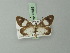  (Hypochrosis prouti - BC ZSM Lep 73058)  @14 [ ] CreativeCommons - Attribution Non-Commercial Share-Alike (2015) Axel Hausmann/Bavarian State Collection of Zoology (ZSM) SNSB, Zoologische Staatssammlung Muenchen