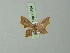 ( - BC ZSM Lep 73164)  @11 [ ] CreativeCommons - Attribution Non-Commercial Share-Alike (2015) Axel Hausmann/Bavarian State Collection of Zoology (ZSM) SNSB, Zoologische Staatssammlung Muenchen