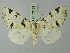  (Hasodima hieroglyphica - BC ZSM Lep 73189)  @14 [ ] CreativeCommons - Attribution Non-Commercial Share-Alike (2015) Axel Hausmann/Bavarian State Collection of Zoology (ZSM) SNSB, Zoologische Staatssammlung Muenchen