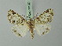  (Hasodima melanoglyphica - BC ZSM Lep 73190)  @14 [ ] CreativeCommons - Attribution Non-Commercial Share-Alike (2015) Axel Hausmann/Bavarian State Collection of Zoology (ZSM) SNSB, Zoologische Staatssammlung Muenchen