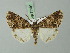  ( - BC ZSM Lep 73191)  @11 [ ] CreativeCommons - Attribution Non-Commercial Share-Alike (2015) Axel Hausmann/Bavarian State Collection of Zoology (ZSM) SNSB, Zoologische Staatssammlung Muenchen