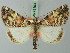  (Cargolia toulgoeti - BC ZSM Lep 73193)  @15 [ ] CreativeCommons - Attribution Non-Commercial Share-Alike (2015) Axel Hausmann/Bavarian State Collection of Zoology (ZSM) SNSB, Zoologische Staatssammlung Muenchen