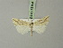  ( - BC ZSM Lep 73194)  @11 [ ] CreativeCommons - Attribution Non-Commercial Share-Alike (2015) Axel Hausmann/Bavarian State Collection of Zoology (ZSM) SNSB, Zoologische Staatssammlung Muenchen