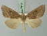  (Mauna ava - BC ZSM Lep 73196)  @11 [ ] CreativeCommons - Attribution Non-Commercial Share-Alike (2015) Axel Hausmann/Bavarian State Collection of Zoology (ZSM) SNSB, Zoologische Staatssammlung Muenchen