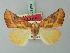  (Mauna zomba - BC ZSM Lep 73198)  @11 [ ] CreativeCommons - Attribution Non-Commercial Share-Alike (2015) Axel Hausmann/Bavarian State Collection of Zoology (ZSM) SNSB, Zoologische Staatssammlung Muenchen