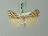  ( - BC ZSM Lep 73200)  @11 [ ] CreativeCommons - Attribution Non-Commercial Share-Alike (2015) Axel Hausmann/Bavarian State Collection of Zoology (ZSM) SNSB, Zoologische Staatssammlung Muenchen