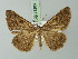  ( - BC ZSM Lep 73206)  @12 [ ] CreativeCommons - Attribution Non-Commercial Share-Alike (2015) Axel Hausmann/Bavarian State Collection of Zoology (ZSM) SNSB, Zoologische Staatssammlung Muenchen