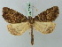  (Cidariophanes oppositata - BC ZSM Lep 73212)  @15 [ ] CreativeCommons - Attribution Non-Commercial Share-Alike (2015) Axel Hausmann/Bavarian State Collection of Zoology (ZSM) SNSB, Zoologische Staatssammlung Muenchen