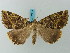  (Cidariophanes canopus - BC ZSM Lep 73213)  @11 [ ] CreativeCommons - Attribution Non-Commercial Share-Alike (2015) Axel Hausmann/Bavarian State Collection of Zoology (ZSM) SNSB, Zoologische Staatssammlung Muenchen