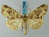  (Cidariophanes brigitta - BC ZSM Lep 73215)  @15 [ ] CreativeCommons - Attribution Non-Commercial Share-Alike (2015) Axel Hausmann/Bavarian State Collection of Zoology (ZSM) SNSB, Zoologische Staatssammlung Muenchen