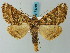  (Cidariophanes bistonaria - BC ZSM Lep 73218)  @13 [ ] CreativeCommons - Attribution Non-Commercial Share-Alike (2015) Axel Hausmann/Bavarian State Collection of Zoology (ZSM) SNSB, Zoologische Staatssammlung Muenchen