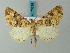  (Cidariophanes stigmatalis - BC ZSM Lep 73219)  @11 [ ] CreativeCommons - Attribution Non-Commercial Share-Alike (2015) Axel Hausmann/Bavarian State Collection of Zoology (ZSM) SNSB, Zoologische Staatssammlung Muenchen