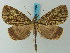  (Ischnopteris bryifera - BC ZSM Lep 73220)  @13 [ ] CreativeCommons - Attribution Non-Commercial Share-Alike (2015) Axel Hausmann/Bavarian State Collection of Zoology (ZSM) SNSB, Zoologische Staatssammlung Muenchen