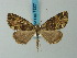 (Ischnopteris brunneoviridis - BC ZSM Lep 73221)  @13 [ ] CreativeCommons - Attribution Non-Commercial Share-Alike (2015) Axel Hausmann/Bavarian State Collection of Zoology (ZSM) SNSB, Zoologische Staatssammlung Muenchen