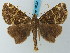  (Ischnopteris commixta - BC ZSM Lep 73222)  @13 [ ] CreativeCommons - Attribution Non-Commercial Share-Alike (2015) Axel Hausmann/Bavarian State Collection of Zoology (ZSM) SNSB, Zoologische Staatssammlung Muenchen