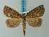  ( - BC ZSM Lep 73223)  @11 [ ] CreativeCommons - Attribution Non-Commercial Share-Alike (2015) Axel Hausmann/Bavarian State Collection of Zoology (ZSM) SNSB, Zoologische Staatssammlung Muenchen