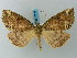  ( - BC ZSM Lep 73224)  @11 [ ] CreativeCommons - Attribution Non-Commercial Share-Alike (2015) Axel Hausmann/Bavarian State Collection of Zoology (ZSM) SNSB, Zoologische Staatssammlung Muenchen
