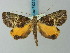  (Ischnopteris pronubata - BC ZSM Lep 73225)  @13 [ ] CreativeCommons - Attribution Non-Commercial Share-Alike (2015) Axel Hausmann/Bavarian State Collection of Zoology (ZSM) SNSB, Zoologische Staatssammlung Muenchen