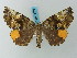  (Ischnopteris semilutearia - BC ZSM Lep 73226)  @11 [ ] CreativeCommons - Attribution Non-Commercial Share-Alike (2015) Axel Hausmann/Bavarian State Collection of Zoology (ZSM) SNSB, Zoologische Staatssammlung Muenchen