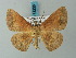  (Astygisa riobearia - BC ZSM Lep 73236)  @14 [ ] CreativeCommons - Attribution Non-Commercial Share-Alike (2015) Axel Hausmann/Bavarian State Collection of Zoology (ZSM) SNSB, Zoologische Staatssammlung Muenchen