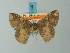  ( - BC ZSM Lep 73237)  @12 [ ] CreativeCommons - Attribution Non-Commercial Share-Alike (2015) Axel Hausmann/Bavarian State Collection of Zoology (ZSM) SNSB, Zoologische Staatssammlung Muenchen