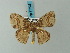  ( - BC ZSM Lep 73238)  @14 [ ] CreativeCommons - Attribution Non-Commercial Share-Alike (2015) Axel Hausmann/Bavarian State Collection of Zoology (ZSM) SNSB, Zoologische Staatssammlung Muenchen