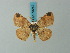  (Thysanopyga binigrata - BC ZSM Lep 73242)  @11 [ ] CreativeCommons - Attribution Non-Commercial Share-Alike (2015) Axel Hausmann/Bavarian State Collection of Zoology (ZSM) SNSB, Zoologische Staatssammlung Muenchen